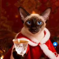 Siamese gattino pur razza