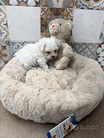 Maltese Toy maschio cucciolo