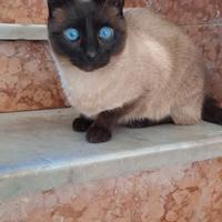 Gatta razza Siamese - 1 anno