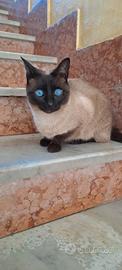 Gatta razza Siamese - 1 anno