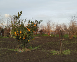 Terreno agricolo