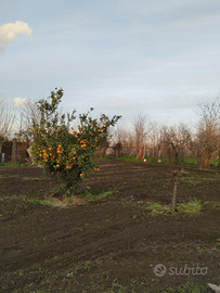 Terreno agricolo