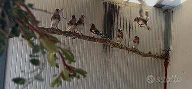 Cardellini-Verdoni-Verzellini-Canarini-