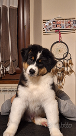 Cucciolo pastore australiano