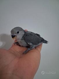 Pappagallo inseparabile allevato a mano