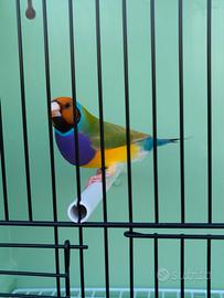 Diamanti di Gould