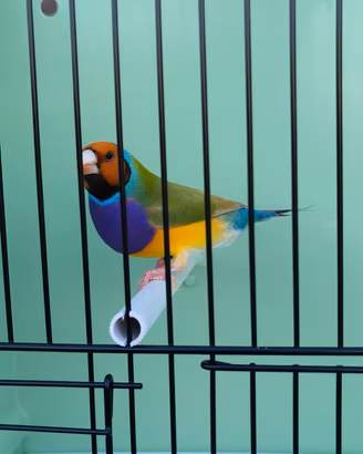 Diamanti di Gould