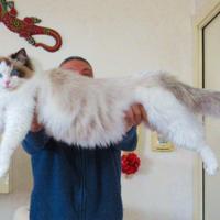 Ragdoll con pedigree