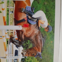 Cavallo per brevetti