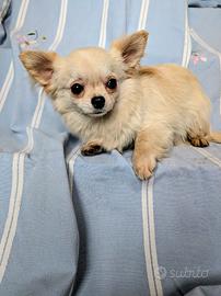 Splendido cucciolo chihuahua, allevamento enci