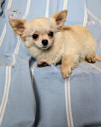 Splendido cucciolo chihuahua, allevamento enci