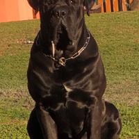 Monta Cane Corso