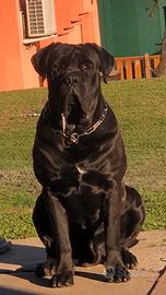 Monta Cane Corso