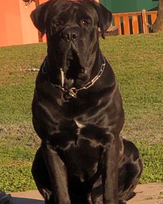 Monta Cane Corso