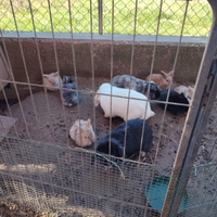 Cuccioli di coniglio ariete nano