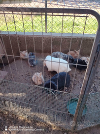 Cuccioli di coniglio ariete nano