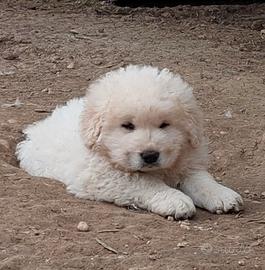 Pastore abruzzese cucciolo