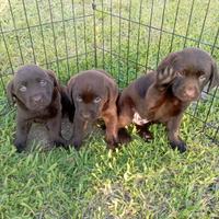 Cuccioli labrador cioccolato con pedigree ENCI