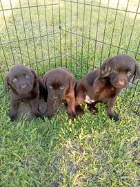 Cuccioli labrador cioccolato con pedigree ENCI