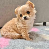 Cucciolo di chihuahua a pelo lungo pedigree Enci