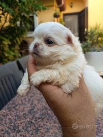 Cuccioli di chihuahua maschi a pelo lungo bianchi