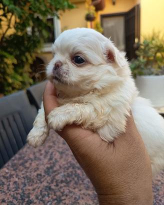 Cuccioli di chihuahua maschi a pelo lungo bianchi