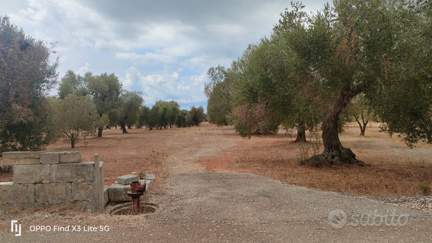 Terreno agricolo