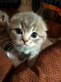 Gatto Scottish fold e straight con pedigree