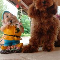 Barboncina toy red teachup