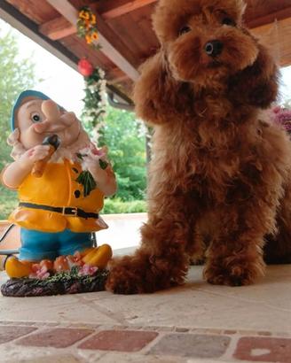 Barboncina toy red teachup