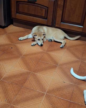 Cuccioli di cane