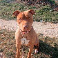 Pitbull