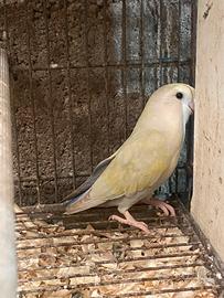 Pappagalli inseparabili