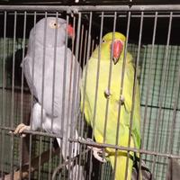 Conuri e parrocchetti dal collare