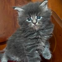 Maine Coon cuccioli con pedigree da prenotare