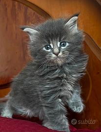 Maine Coon cuccioli con pedigree da prenotare