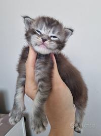 Cuccioli di Maine Coon
