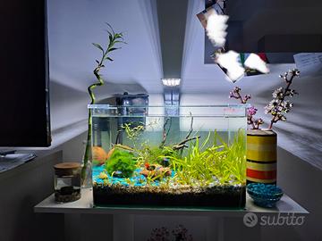 Acquario Amtra 40 litri