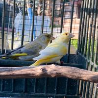 Verdoni mutati e ancestrali