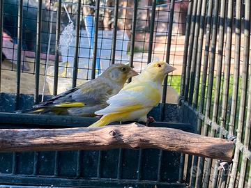 Verdoni mutati e ancestrali