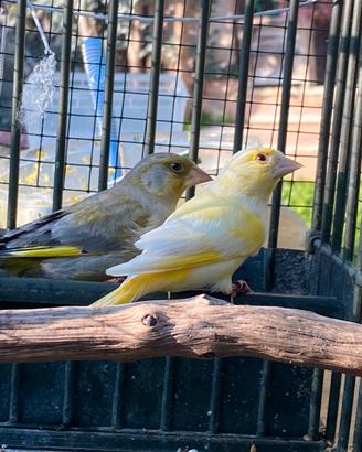 Verdoni mutati e ancestrali