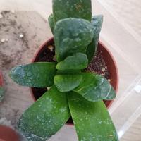 Haworthia Truncata eastbourne pianta grassa  vaso