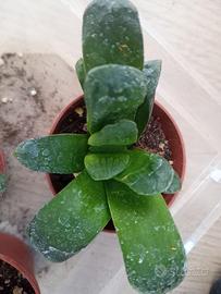 Haworthia Truncata eastbourne pianta grassa  vaso