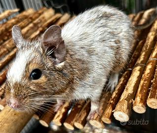 Degu del Cile femmina pezzato bianco/beige