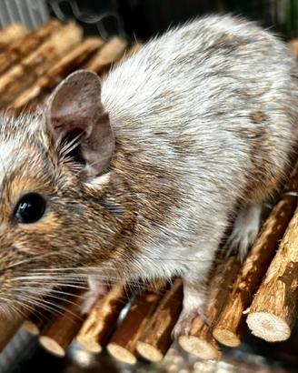 Degu del Cile femmina pezzato bianco/beige