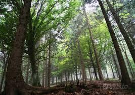 legna nel bosco