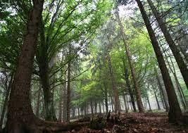 legna nel bosco