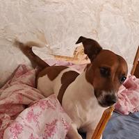Jack russell