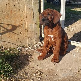 Rhodesian ridgeback