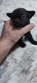 Cuccioli di chihuahua Pinscher toy